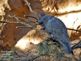 Gang-gang Cockatoo - Callocephalon fimbriatum - Cacatos  tte rouge female