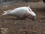 Pink Cockatoo - Cacatua leadbeateri - Cacatoes de Leadbeater