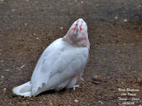 Pink Cockatoo - Cacatua leadbeateri - Cacatoes de Leadbeater