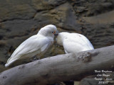 Tanimbar Cockatoo - Cacatua goffini - Cacatos goffin