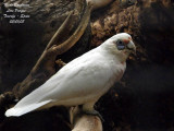 Western Corella - Cacatua pastinator - Cacatos laboureur