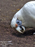 Western Corella - Cacatua pastinator - Cacatos laboureur