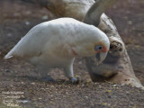 Long-billed Corella - Cacatua tenuirostris - Cacatoes nasique