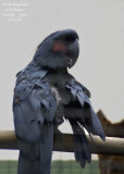 Palm Cockatoo - Probosciger aterrimus - Cacatoes noir