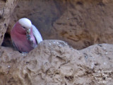 Galah - Eolophus roseicapillus - Cacatos rosalbin