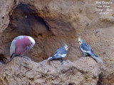 Galah and Cockatiels