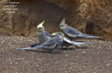 Cockatiel - Nymphicus hollandicus - Calopsitte lgante