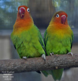 Fischers Lovebird - Agapornis fischeri - Insparables de Fischer