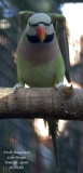 Red-breasted Parakeet - Psittacula alexandri - Perruche  moustaches