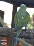 Red-breasted Parakeet - Psittacula alexandri - Perruche  moustaches