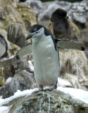 Chinstrap Penguin - Pygoscelis antarctica - Manchot  jugulaire