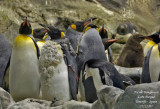 King Penguin -  Aptenodytes patagonicus - Manchot royal