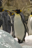 King Penguin -  Aptenodytes patagonicus - Manchot royal