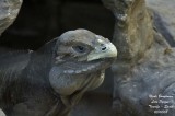 Rhinoceros Iguana - Cyclura cornuta cornuta
