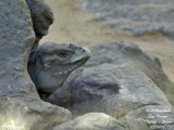 Rhinoceros Iguana - Cyclura cornuta cornuta