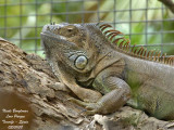 Green Iguana - Iguana iguana