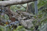 Green Iguana - Iguana iguana