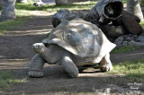 Geochelone nigra - Tortue des Galapagos