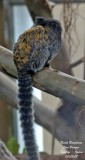 Geoffroys Marmoset - Callithrix geoffroyi  - Ouistiti de Geoffroy