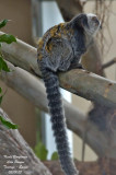 Geoffroys Marmoset - Callithrix geoffroyi  - Ouistiti de Geoffroy