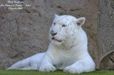Tiger - Panthera tigris -Tigre blanc