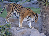 Tiger - Panthera tigris -Tigre