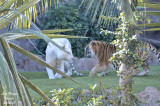 Tiger - Panthera tigris -Tigre