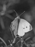 LARGE-WHITE - PIERIS BRASSICAE - PIERIDE DU CHOU