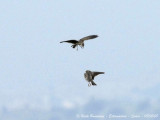 Calandra Lark displays