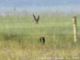 Calandra Lark displays