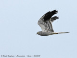 MONTAGUS HARRIER