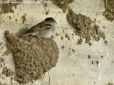 HOUSE SPARROW