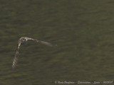 EURASIAN CRAG-MARTIN - PTYNOPROGNE RUPESTRIS - HIRONDELLE DE ROCHERS