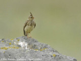 CRESTED LARK - GALERIDA CRISTATA - COCHEVIS HUPPE