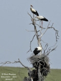 WHITE STORKS