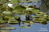 COMMON-MOORHEN and chick