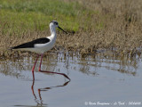 BLACK-WINGED-STILT