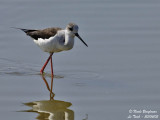 BLACK-WINGED-STILT