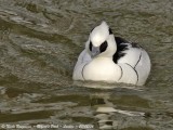 SMEW male