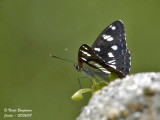 SOUTHERN WHITE ADMIRAL - AZURITIS REDUCTA - SYLVAIN AZURE