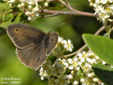 MEADOW BROWN - MANIOLIA JURTINA - MYRTIL