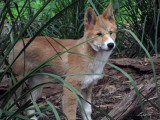 dingo 721