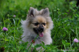 Bert Large Pomeranian
