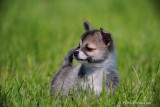 Reserved: Adult Pomeranian Chihuahua