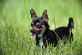 Chihuahua Blake