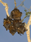 Baubles - little red flying fox