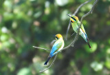Rainbow bee eaters - pair