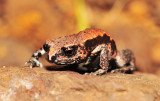 Pseudophryne coriacea with Batrachomyia parasite - front