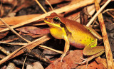 Litoria brevipalmata male calling - green-thighed frog