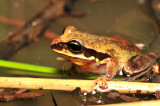 Litoria brevipalmata female in water - green-thighed frog